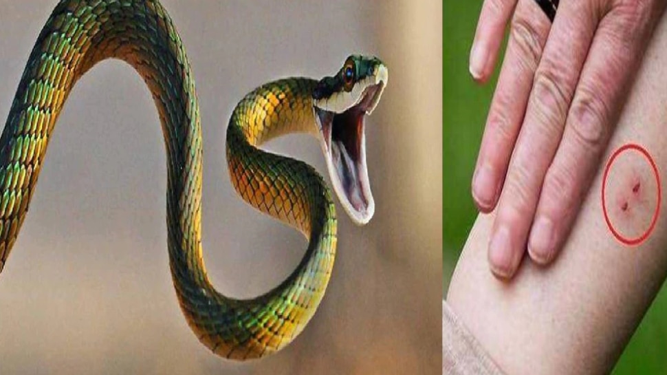 snake-dream-meaning-sapne-me-saap-dekhne-ka-matlab-kya-hota-hai-snake