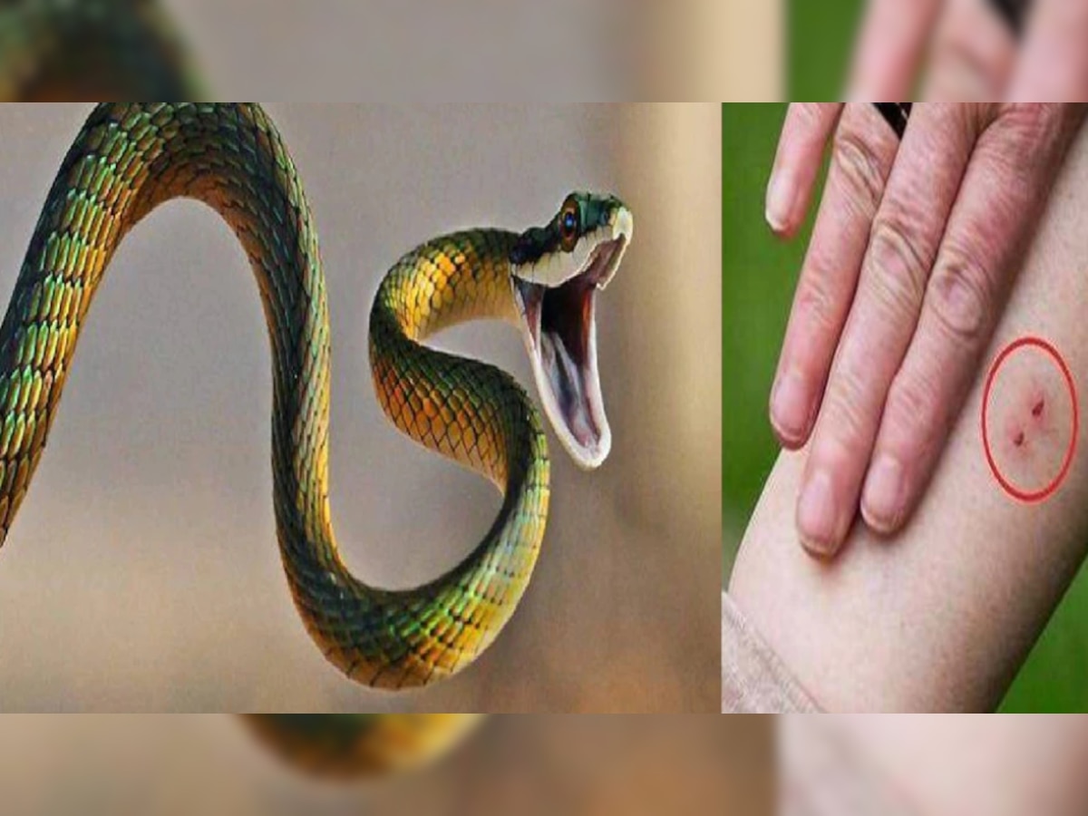 snake dream meaning sapne me saap dekhne ka matlab kya hota hai snake ...
