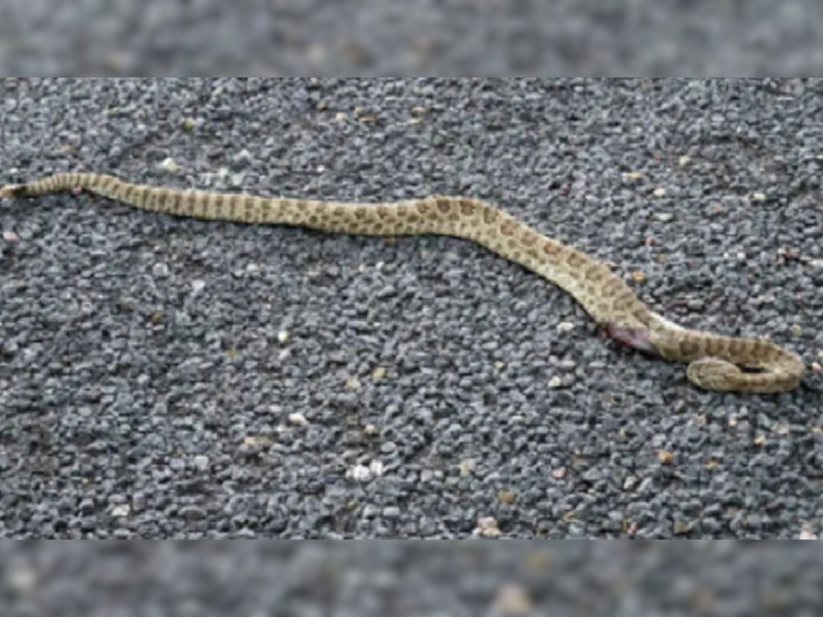 snake dream meaning sapne me saap dekhne ka matlab kya hota hai snake