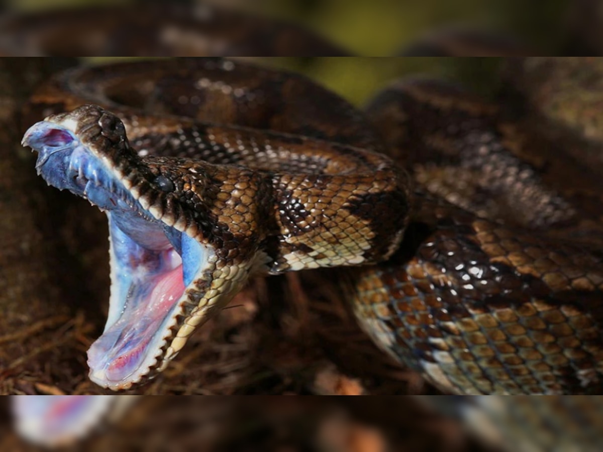 snake dream meaning sapne me saap dekhne ka matlab kya hota hai snake ...