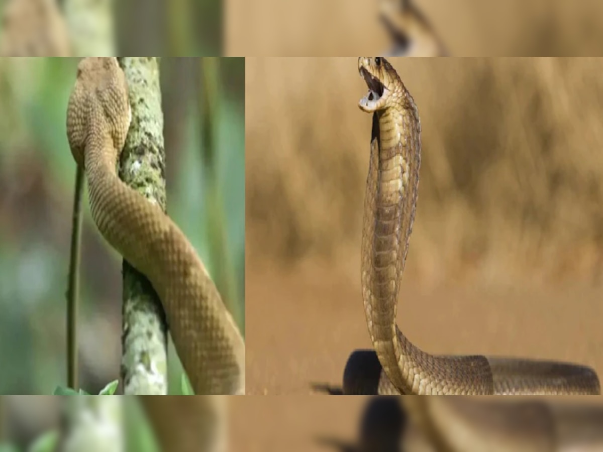 snake dream meaning sapne me saap dekhne ka matlab kya hota hai snake ...