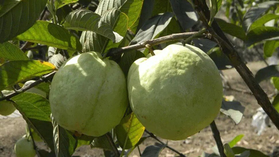 Himachal Pradesh Fruit growing village in india what is HP shiva