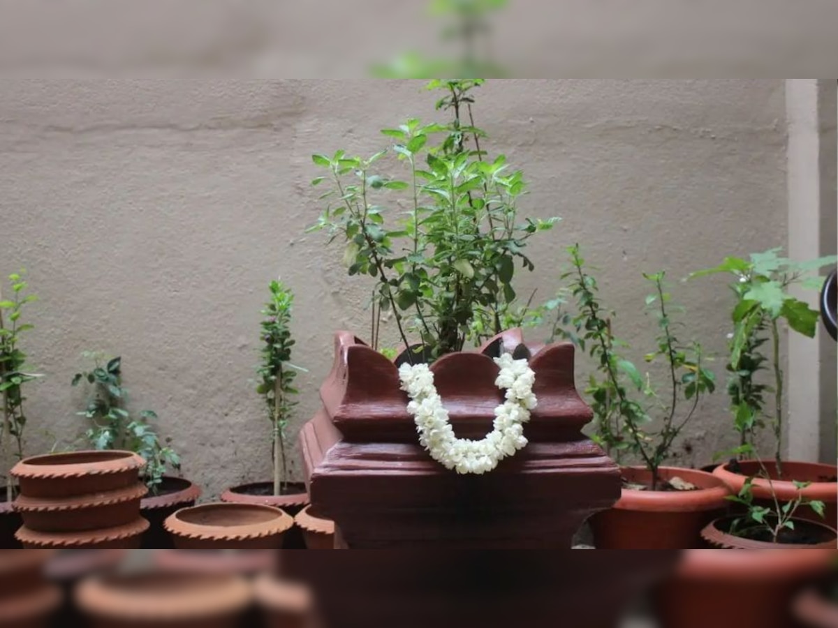 Tulsi Vastu Rules In Hindi