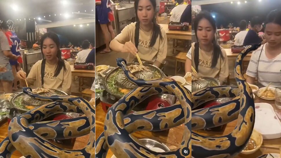 trending today Python reached for dinner in restaurant with girls ...