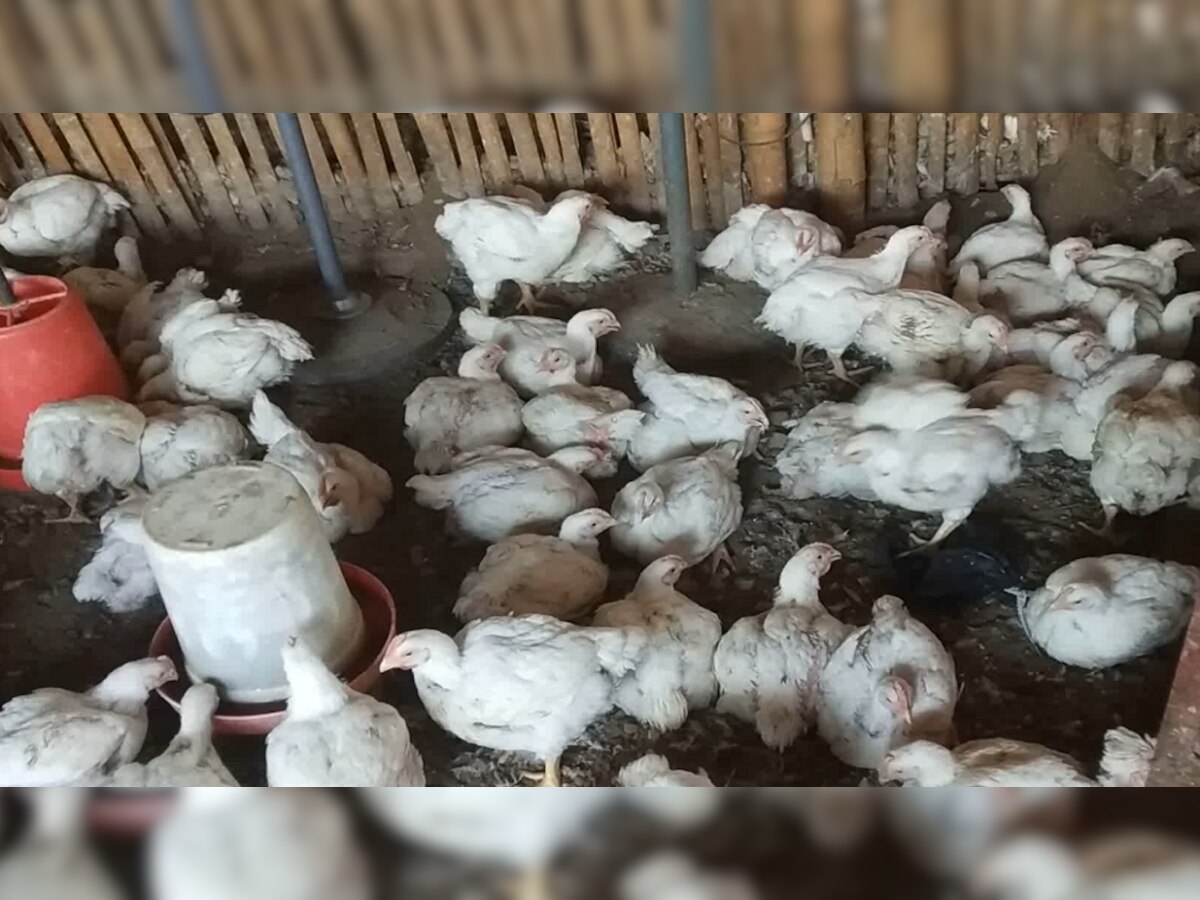 Bird Flu In Bokaro: झारखंड में इस वजह मारी जा रही मुर्गियां, इंसानों में संक्रमण को लेकर अलर्ट