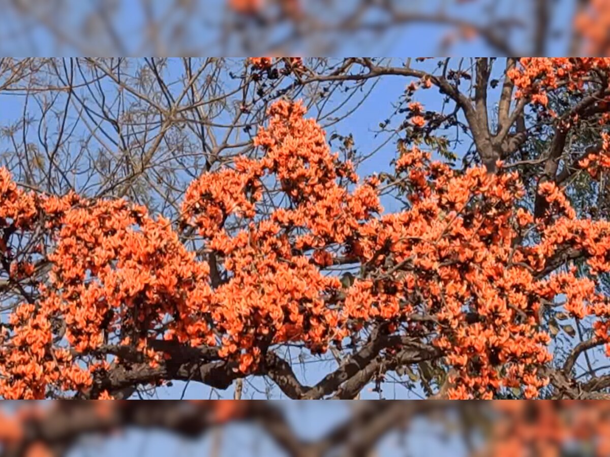 होली के रंग में नहीं पड़ेगा भंग! इस फूल से बनाएं हर्बल गुलाल, त्वचा को नहीं होगा नुकसान