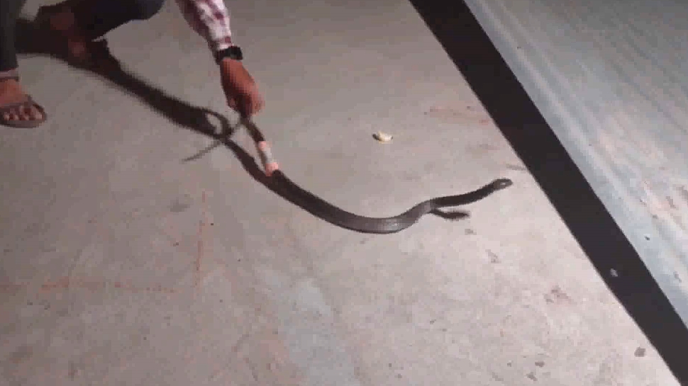 King Cobra Snake Surgery In Khargone Who Injured During Rescue Dr ...