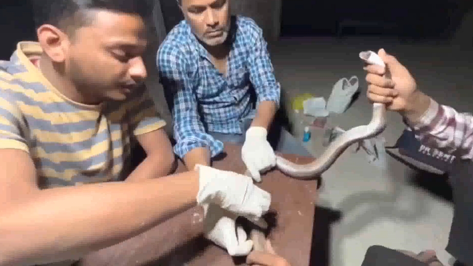 King Cobra Snake Surgery In Khargone Who Injured During Rescue Dr ...