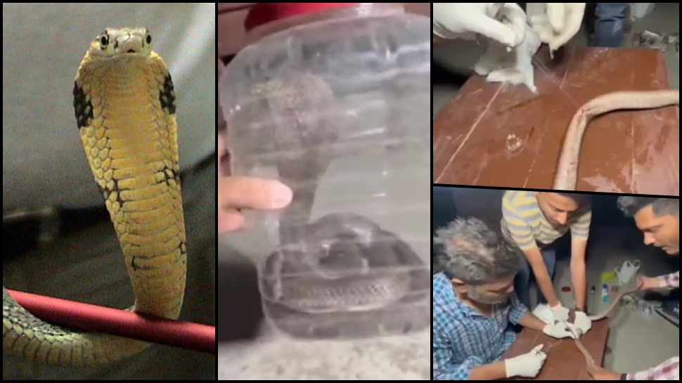 King Cobra Snake Surgery In Khargone Who Injured During Rescue Dr ...