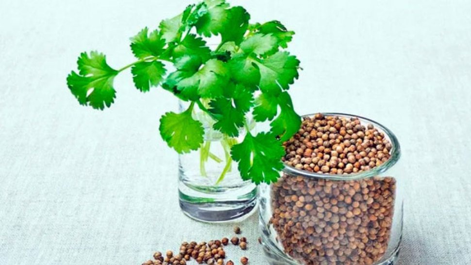 Coriander water benefits for weight loss and digestion with skin glow