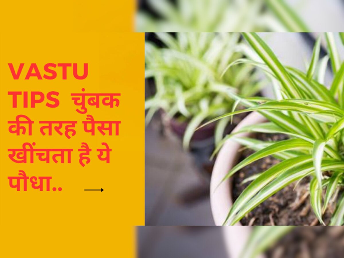 Vastu Tips For money: आज ही घर में लगाएं ये पौधा, आएगा पैसा और लौटेगा भाग्य