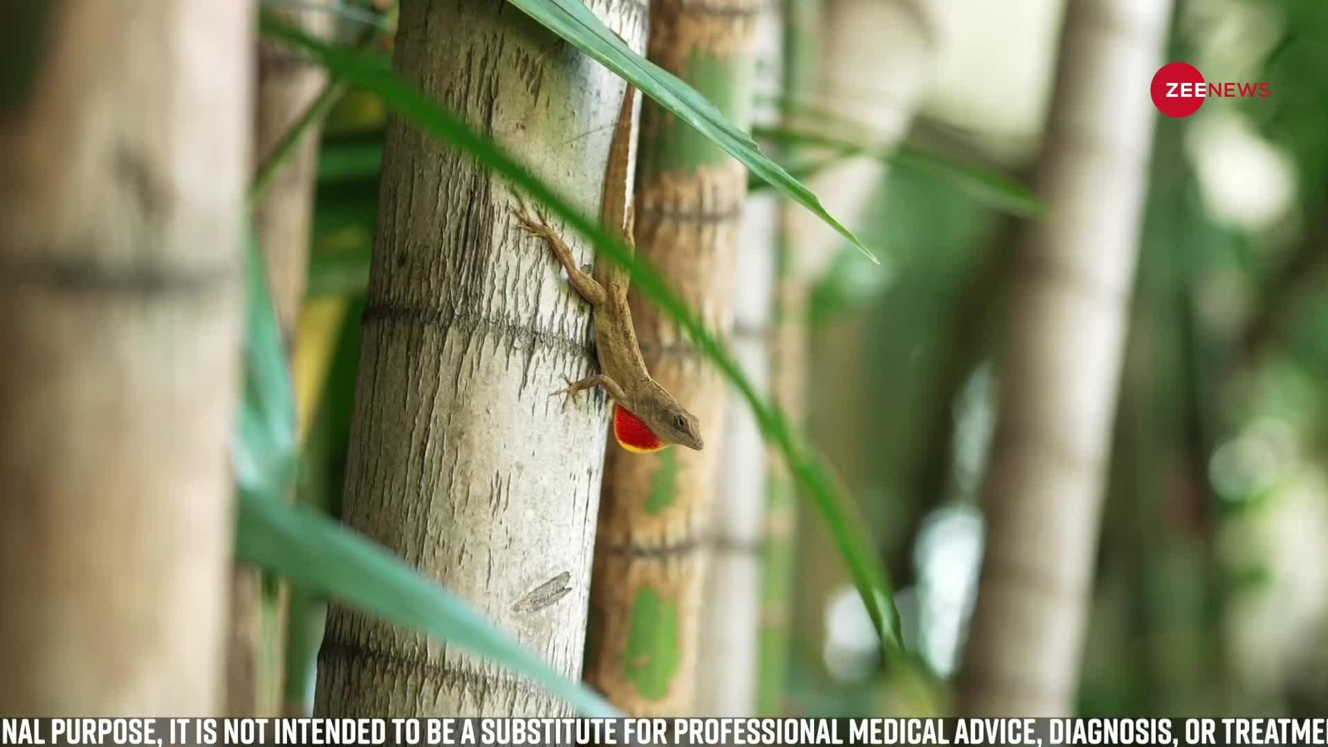 Bamboo Shoots also gives these benefits along with weight loss Weight