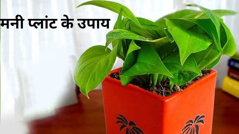 Vastu Tips Just Tie This Thing To Money Plant Then See Miracle Money vastu-tips-just-tie-this-thing-to-money-plant-then-see-miracle-money