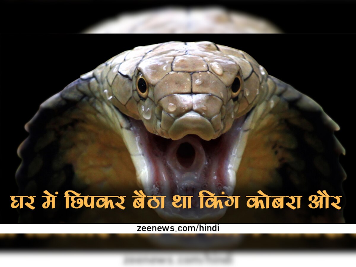 King Cobra: घर में ऐसी जगह छिपकर बैठा हुआ था किंग कोबरा, अचानक निकला तो लोगों की अटक गईं सासें