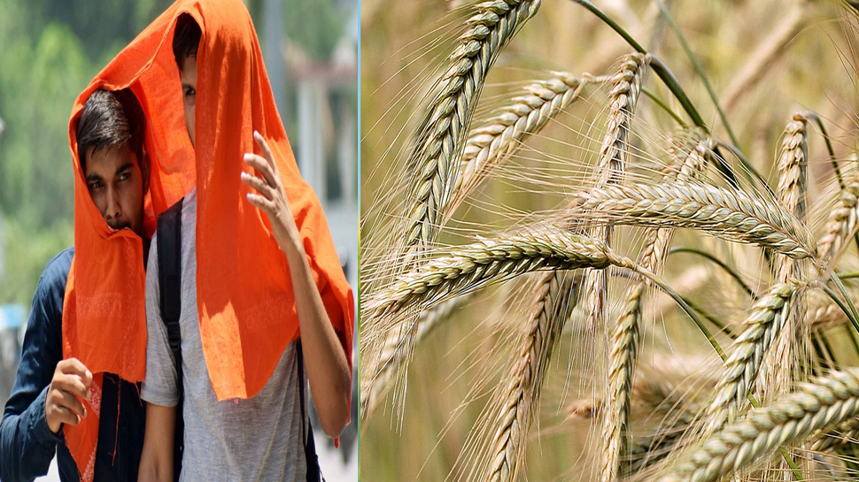 Heatwaves India: रबी की फसलों पर पड़ सकती है मौसम की मार, मार्च से ही शुरू हो जाएगा लू का कहर Heatwaves India: रबी की फसलों पर पड़ सकती है मौसम की मार, मार्च से ही शुरू हो जाएगा लू का कहर