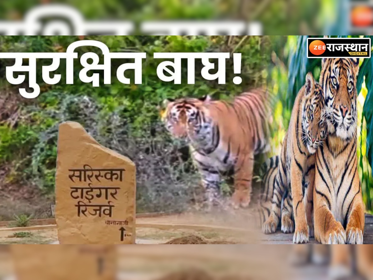 Video: अलवर शहर के करीब बढ़ रहा बाघों का कुनबा,  25 बाघ मचा रहे धमाचौकड़ी