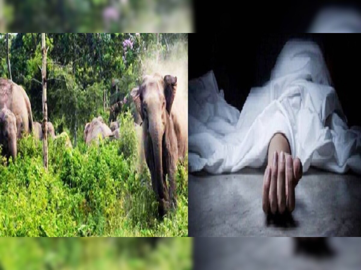 Jharkhand News: हाथियों के झुंड ने शादी से लौट रहे बुजुर्ग को कुचला, मौके पर मौत