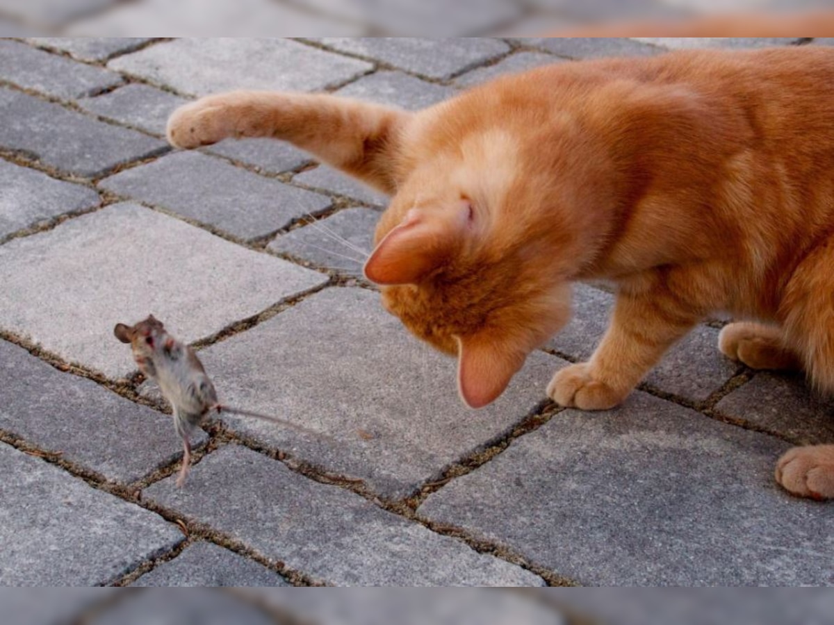 Do you know why cat and rat natural enemies know the reason behind this