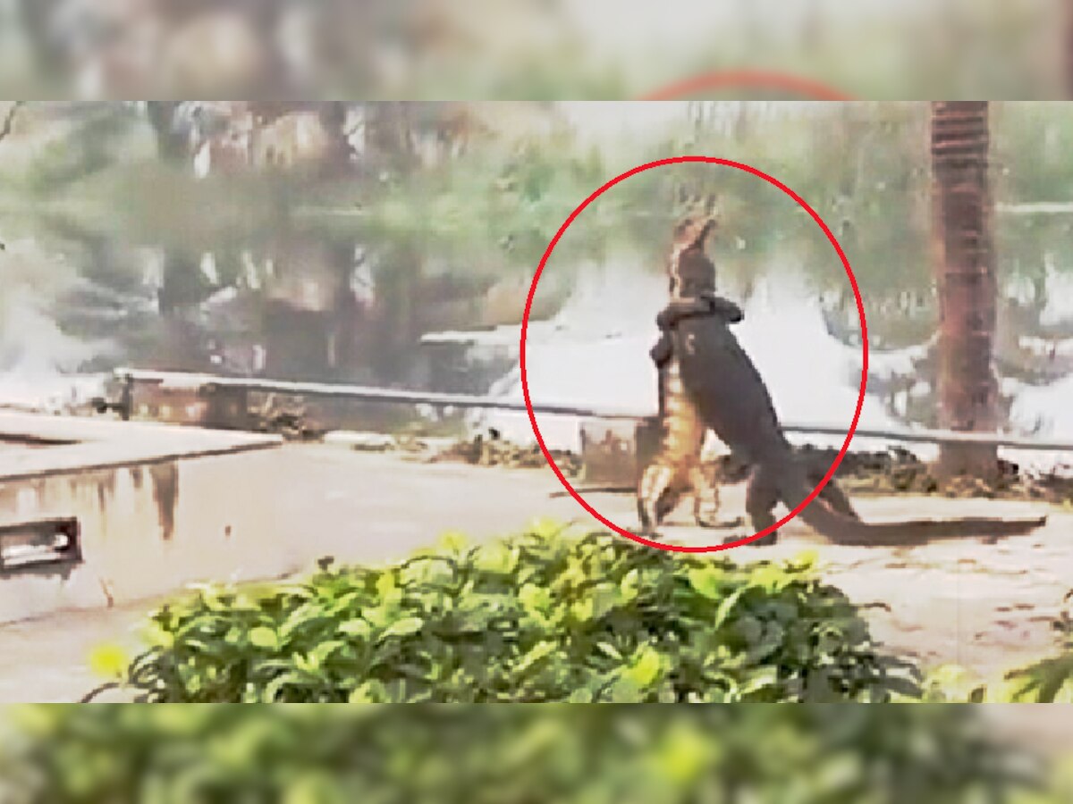 Viral Video: इन दो जानवरों की जंग देख सब दंग, वायरल हो रहा ये चौंकाने वाला वीडियो, आप भी देखें