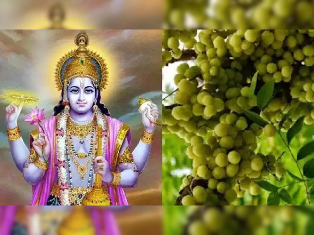 Amalaki Ekadashi 2023: 2 या 3 मार्च, कब है आमलकी एकादशी? जानें डेट, शुभ मुहूर्त और पूजा विधि