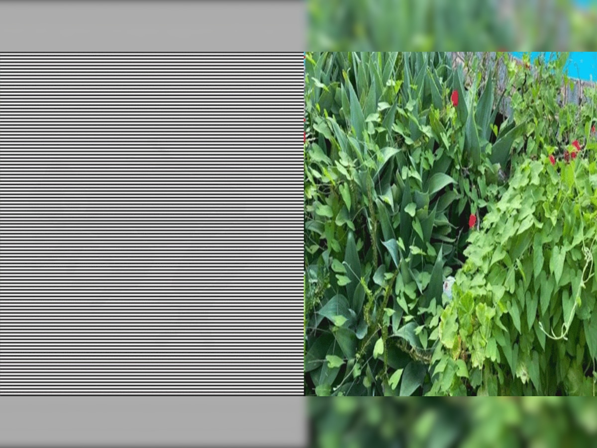 Optical Illusion : इन तस्वीरों में छिपे हैं दो जानवर, खोज निकाला तो आप के पास है बाज़ की नज़र