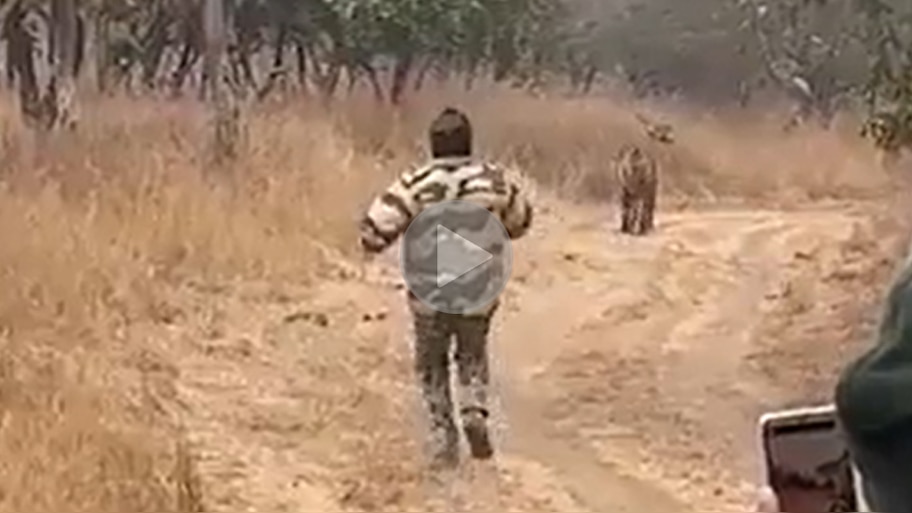 Viral Video: ସେଲଫି ପାଇଁ ବାଘ ସହ ରେସ ଲଗାଇଲେ ବନ କର୍ମଚାରୀ, ଦେଖନ୍ତୁ ଭିଡ଼ିଓ