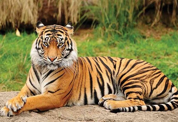 इस राज्य में 5 साल में 120 बाघ और 209 तेंदुओं की हुई मौत, कारण भी आया सामने