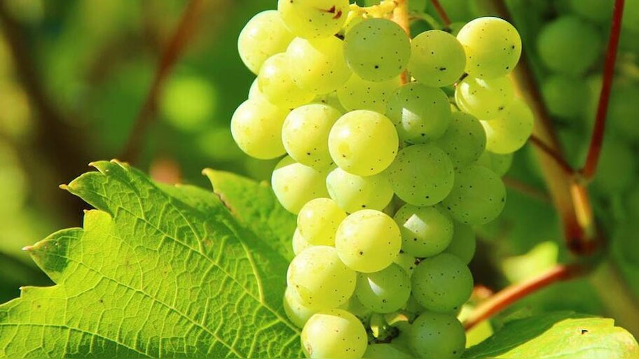 Grapes Benefits: स्किन से लेकर नींद ना आने की समस्या तक, अंगूर है इन 4 चीजों के लिए बेहतरीन चीज