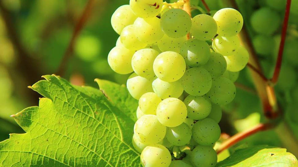 Grapes Benefits: स्किन से लेकर नींद ना आने की समस्या तक, अंगूर है इन 4 चीजों के लिए बेहतरीन चीज Grapes Benefits: स्किन से लेकर नींद ना आने की समस्या तक, अंगूर है इन 4 चीजों के लिए बेहतरीन चीज