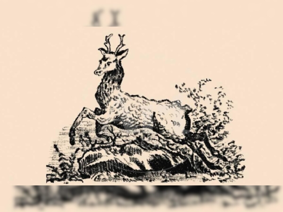 Optical Illusion: हिरण के बीच में छिपा है एक कुत्ता, आपको दिखा क्या?