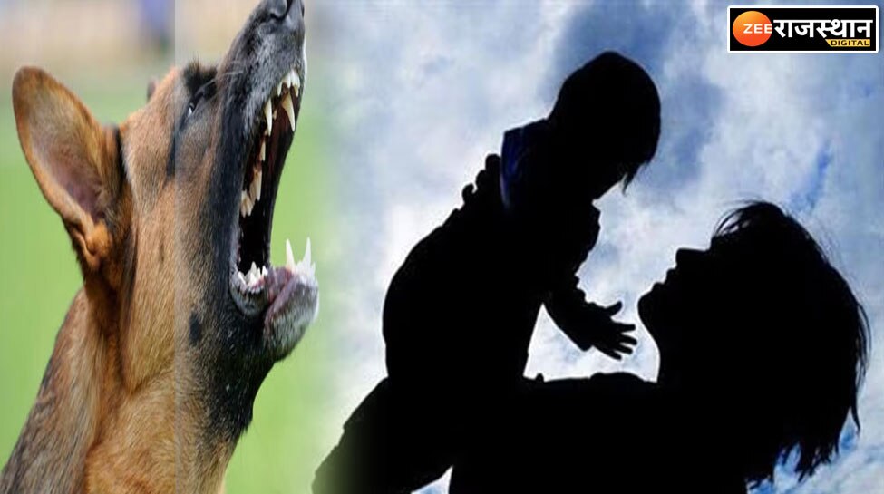 Sirohi news In hospital dog killed child brutally Mother could not even see her son in pieces