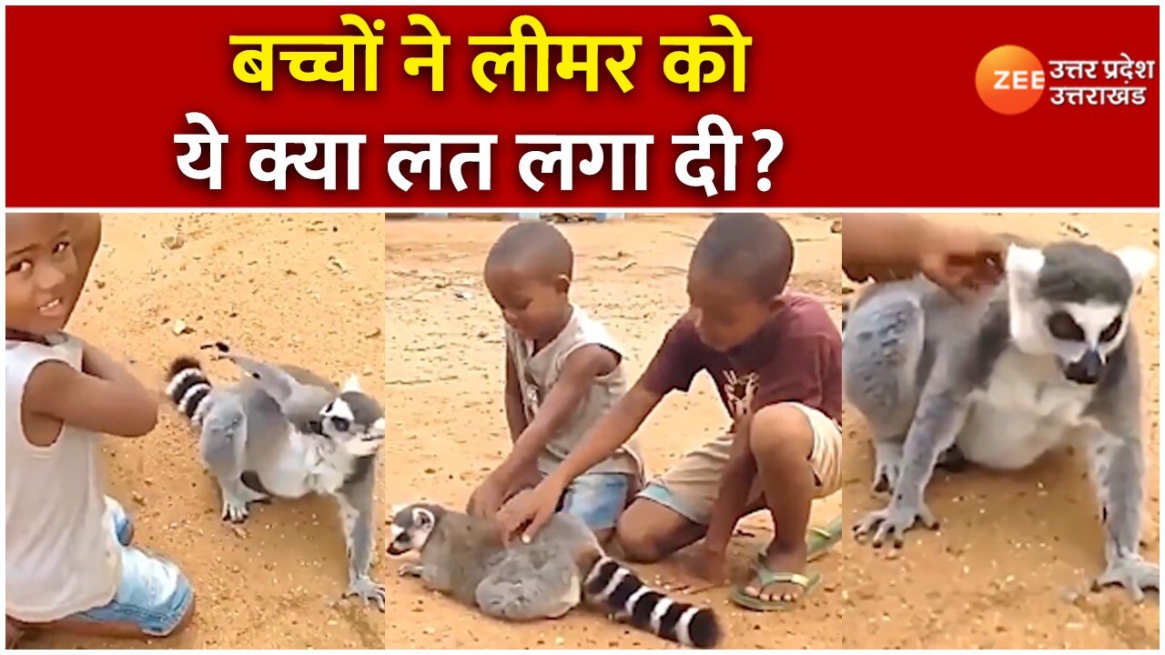 Wildlife animal viral video children seen scratching lemurs back बच्चों की हरकत से लीमर को आया