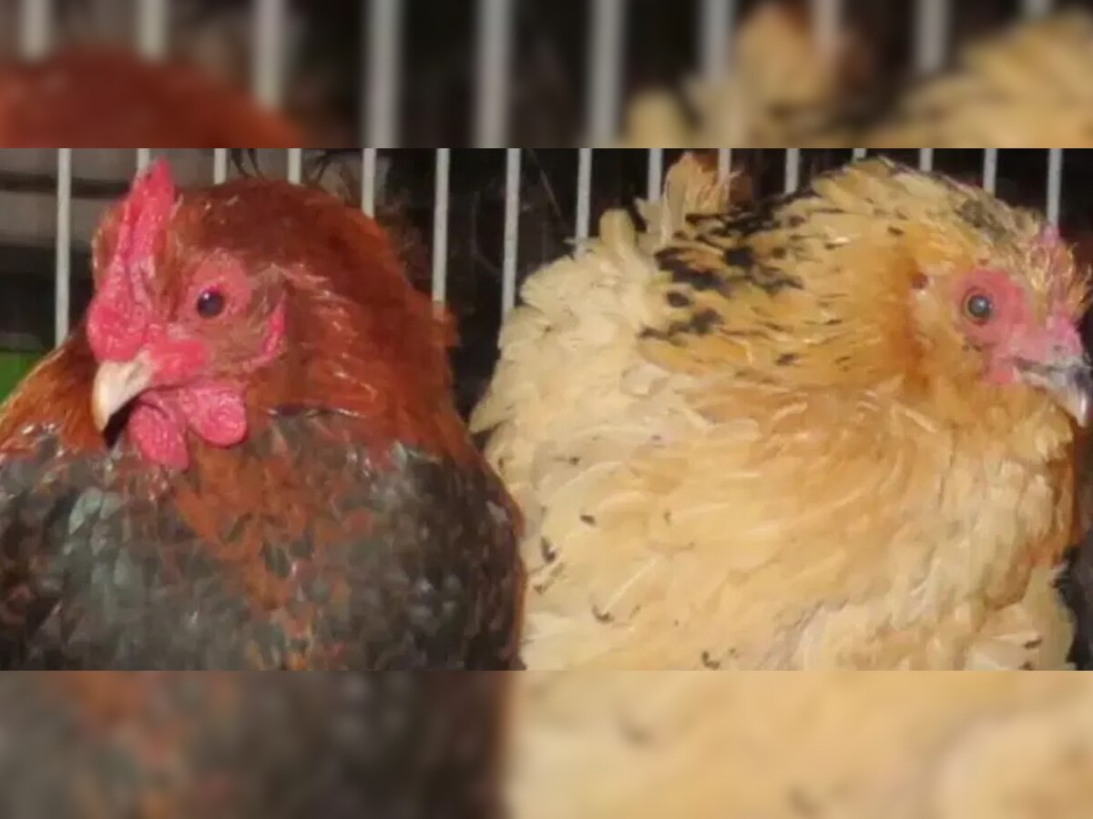 World's Oldest Chicken ବିଶ୍ୱର ସବୁଠାରୁ ଦୀର୍ଘାୟୁ କୁକୁଡା, ବଞ୍ଚିଛି ଏତିକି