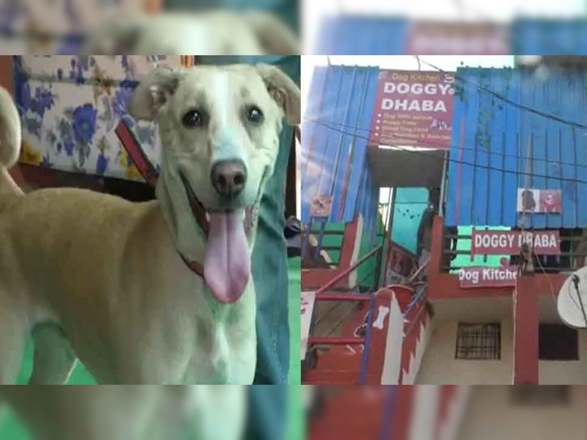 हॉट डॉग डिश के लिए मशहूर इंदौर में खुला Doggy Dhaba, कुत्तों के लिए ये है स्पेशल ढाबा