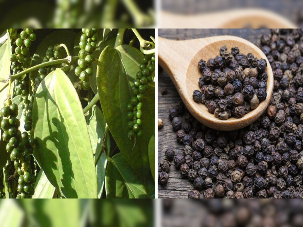 Black pepper Cultivation: काली मिर्च की खेती बनाएगी मालामाल, कम लागत में होगा ज्यादा मुनाफा; जानिए कैसे