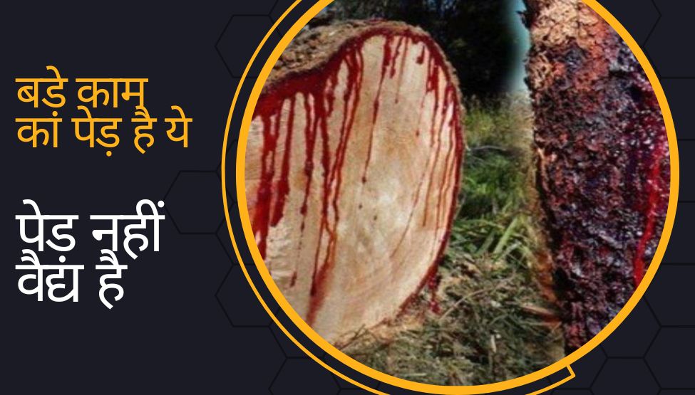 Bloded Tree bloodwood tree releases blood like human after cutting unknown facts ...
