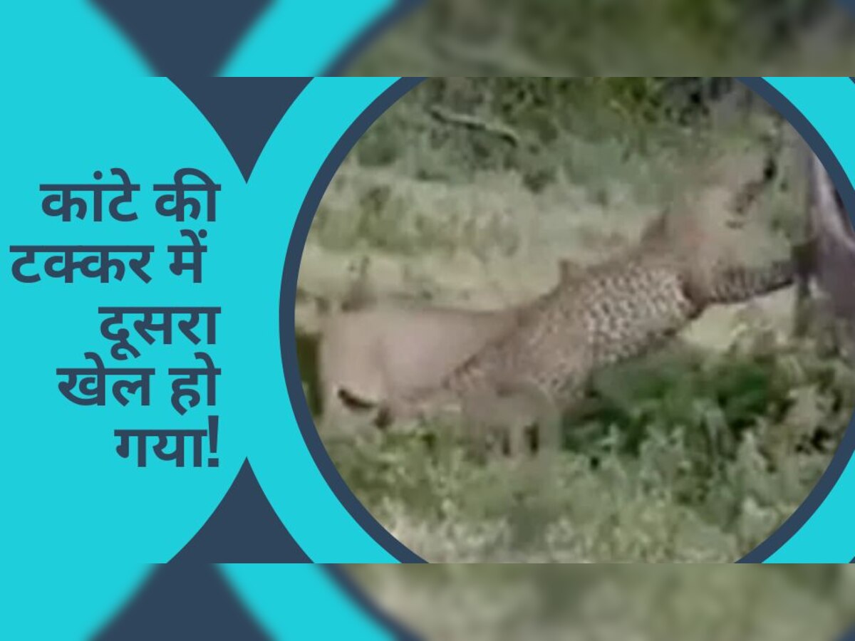 Video: शेरनी से जाकर भिड़ गया तेंदुआ, उसने कुछ ऐसा हाल कर दिया..लोग बोले-मिल गया स्वाद