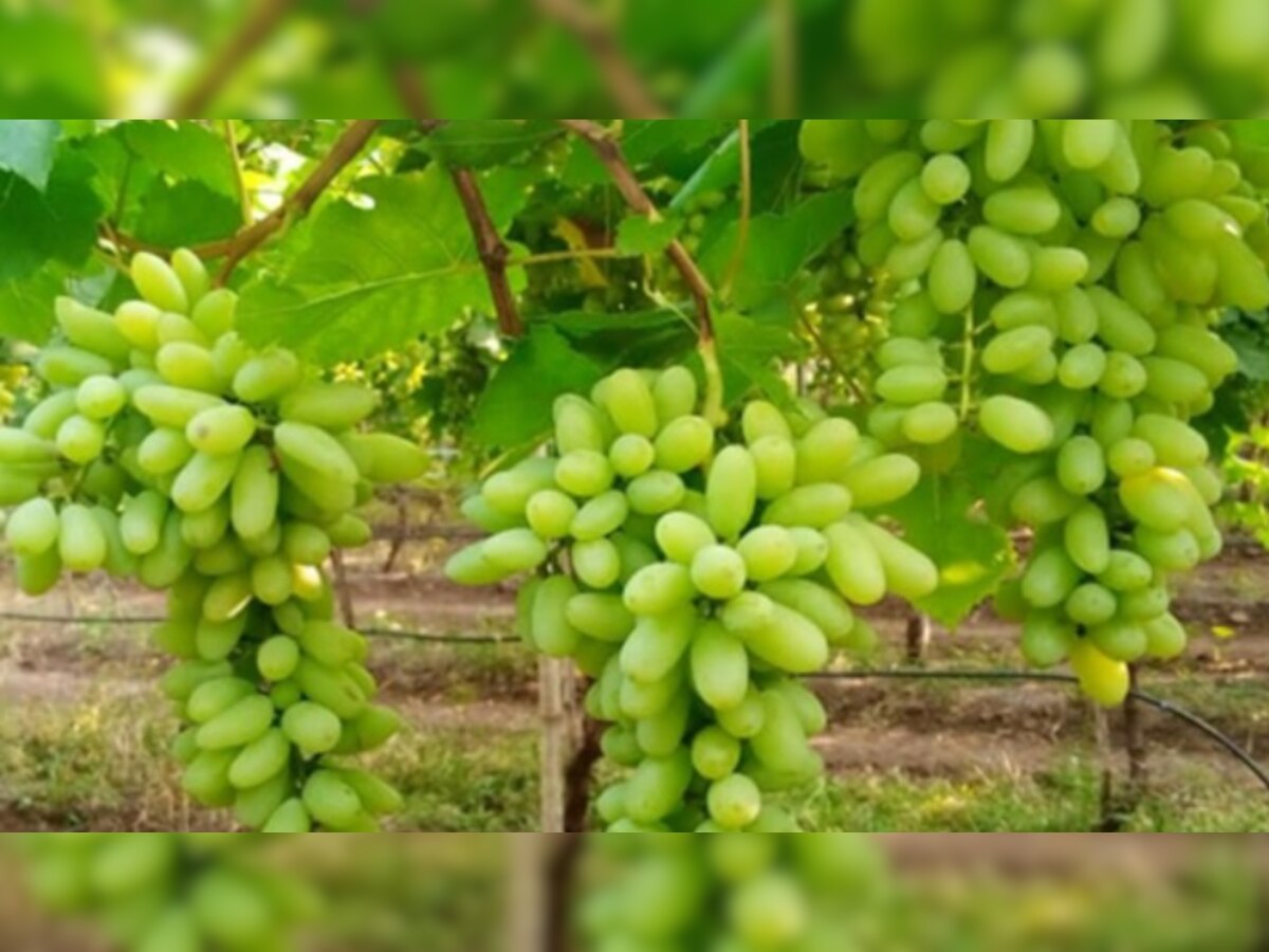 Grapes Benefits: कोलेस्ट्रॉल लेवल को कम करने के लिए गर्मियों में करें अंगूर का सेवन, Immunity भी होगी बूस्ट