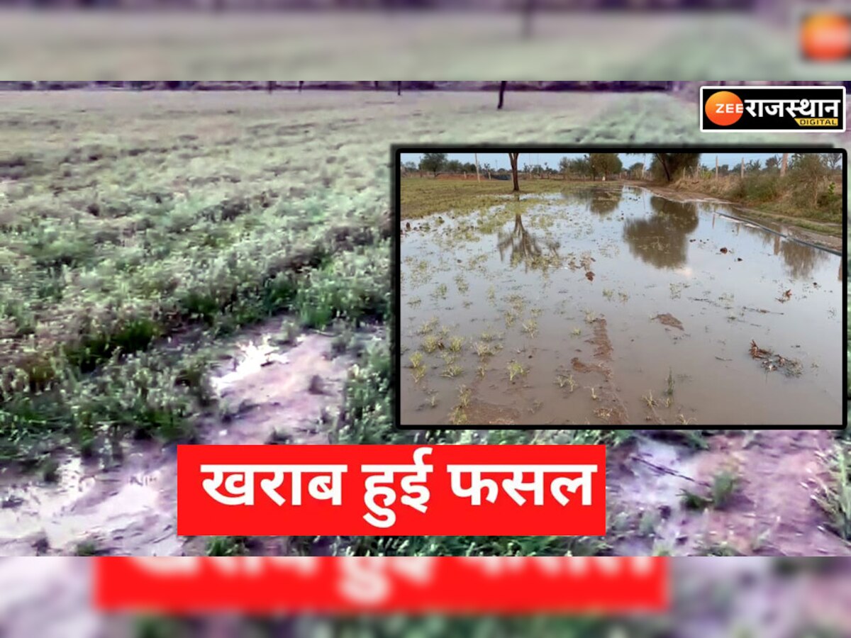 Nagaur : ओलावर्ष्टि ओर बारिश से रबी फसलो में नुकसान, जीरा इसबगोल सरसों की फसल में नुकसान