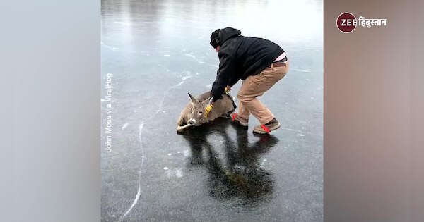 man rescued deer in complete frozen lake video of humanity is viral ...