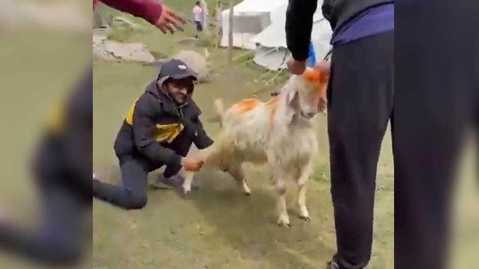 पाकिस्तानियों ने बकरे के साथ की गंदी हरकत, वीडियो देख आप भी हो जाएंगे आग बबूला पाकिस्तानियों ने बकरे के साथ की गंदी हरकत, वीडियो देख आप भी हो जाएंगे आग बबूला