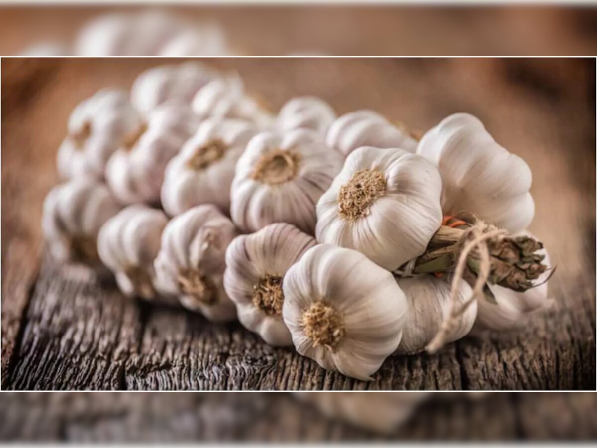 Garlic Side Effects: ସର୍ବଗୁଣ ସଂପନ୍ନ ହୋଇଥାଏ ରସୁଣ, ତଥାପି ଏହି ଲୋକମାନେ ରସୁଣ ଖାଇବା ଉଚିତ୍ ନୁହେଁ; ନଚେତ୍ ଭୋଗିବେ ଏସବୁ ସମସ୍ୟା