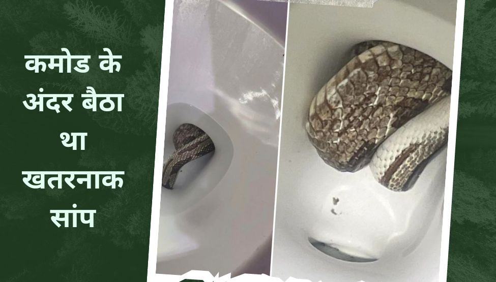 Snake in commode seat man goes in toilet he find it and shouted photo