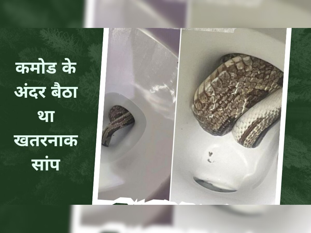 Snake In Commode: टॉयलेट सीट के अंदर था जहरीला सांप, जैसे ही शख्स अंदर जाकर बैठा...