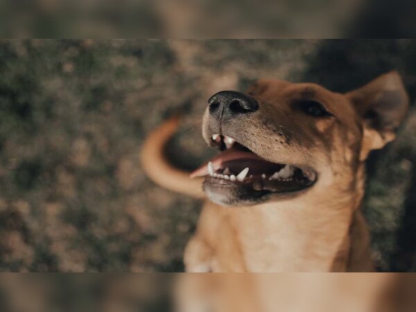 अलामती तस्वीर 