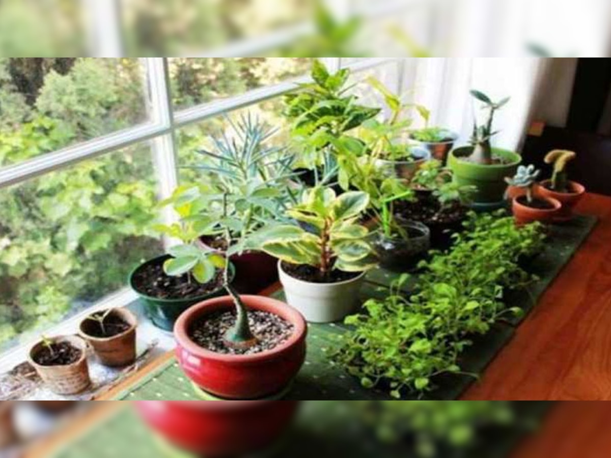 Vastu Tips For Plants: घर के आसपास गलती से भी न लगाएं ये 5 पेड़, चली जाएगी सारी धन-दौलत; परिवार के लोग होंगे गरीबी के शिकार