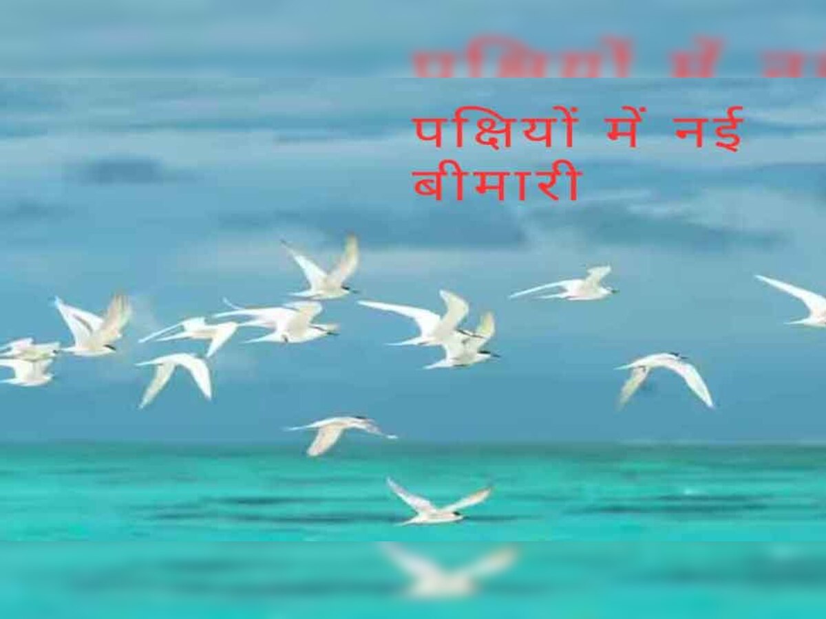 पक्षियों में अचानक पैदा हुई नई बीमारी, वैज्ञानिकों ने बताई हैरान करने वाली वजह