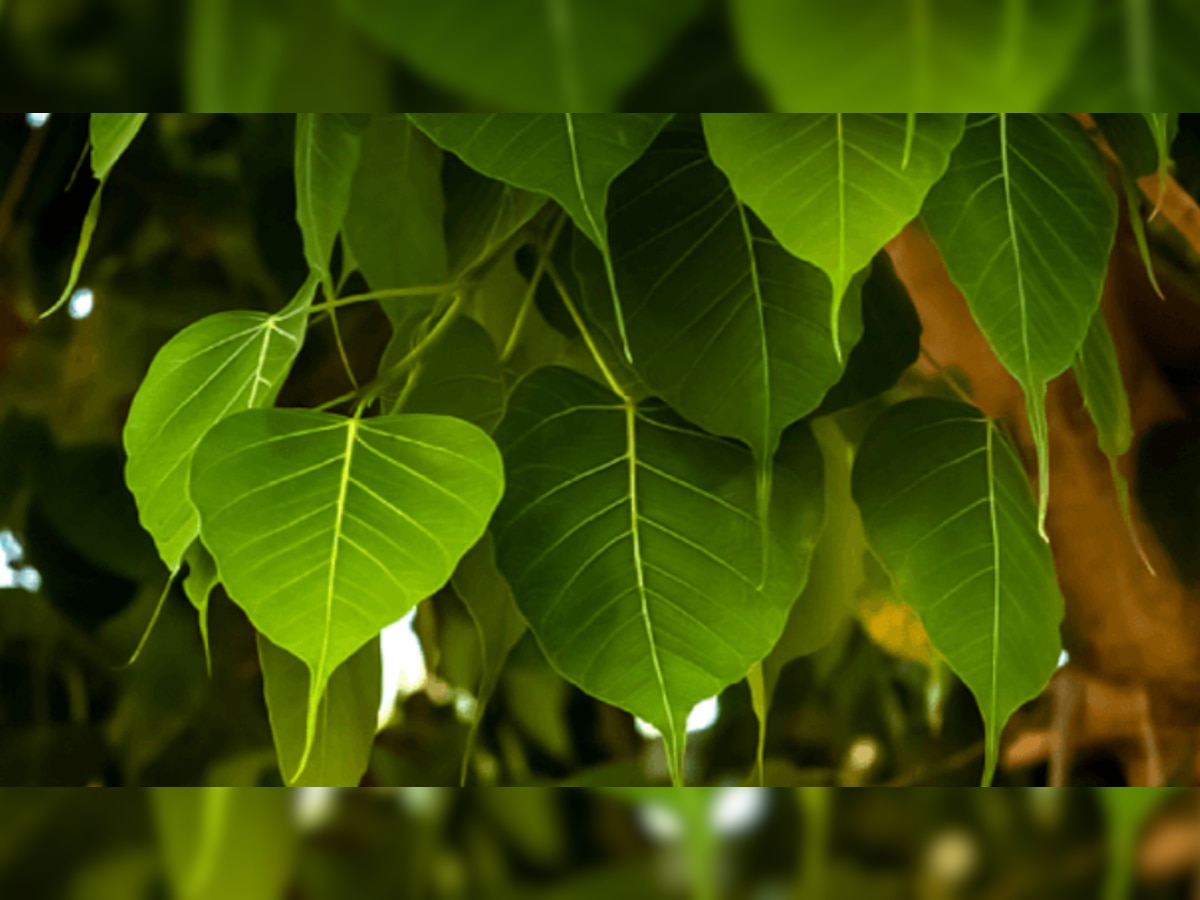 Peepal Leaf benefits: चमकती त्वचा के लिए हर दिन पिए पीपल के पत्ते का जूस, सेहत के लिए है वरदान