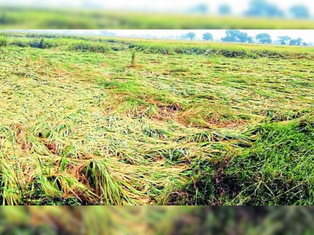 Hailstorm in MP: किसानों के लिए राहत की खबर, ओलावृष्टि से खराब हुई फसलों का शिवराज सरकार कराएगी सर्वे