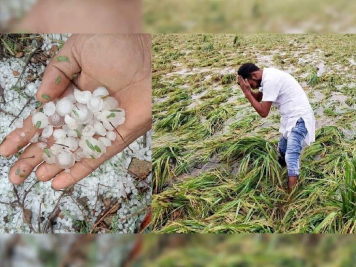 MP Weather Alert: मध्य प्रदेश में फिर बढ़ी किसानों की चिंता, आज इन जिलों में बारिश का अलर्ट; रबी की फसलों को भारी नुकसान